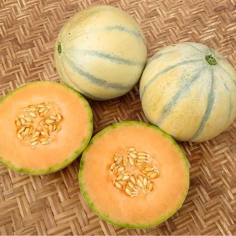 Melon Superprécoce du Roc - Bio