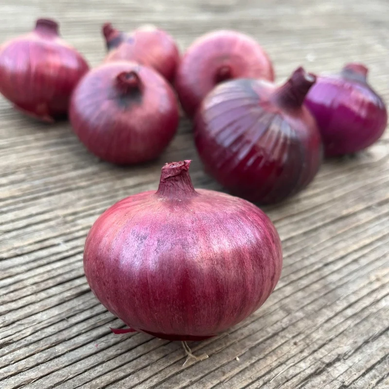 Oignon Red Wethersfield - Bio