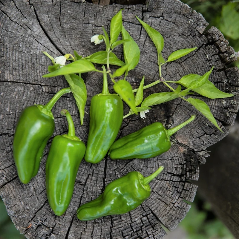 Piment de Padrón - Bio