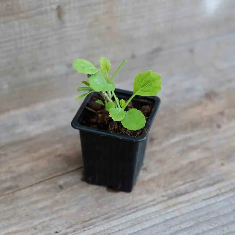 CHOU PERPÉTUEL DAUBENTON AB - PLANT