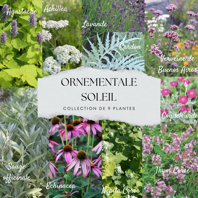 COLLECTION 9 PLANTS AB - ORNEMENTALES SOLEIL
