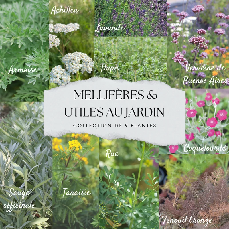 COLLECTION 9 PLANTS AB - MELLIFÈRES ET UTILES AU POTAGER