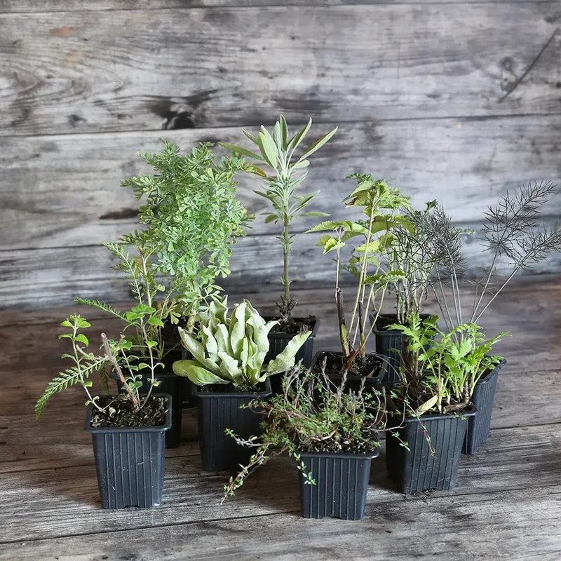 COLLECTION 9 PLANTS AB - MELLIFÈRES ET UTILES AU POTAGER