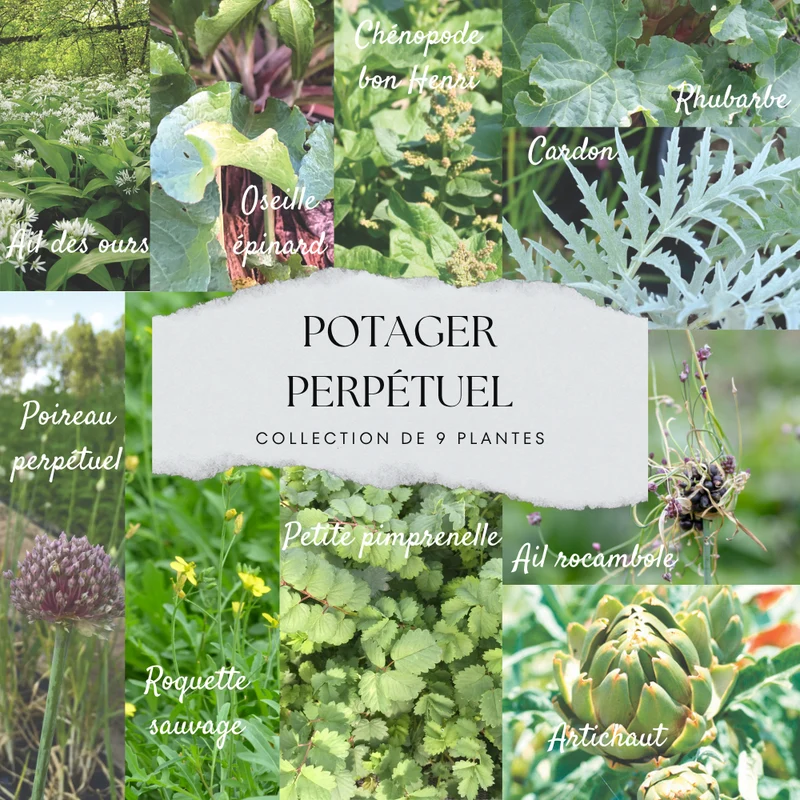 COLLECTION 9 PLANTS AB - LÉGUMES PERPÉTUELS