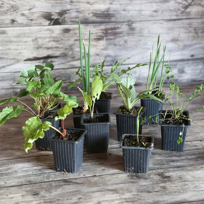 COLLECTION 9 PLANTS AB - LÉGUMES PERPÉTUELS