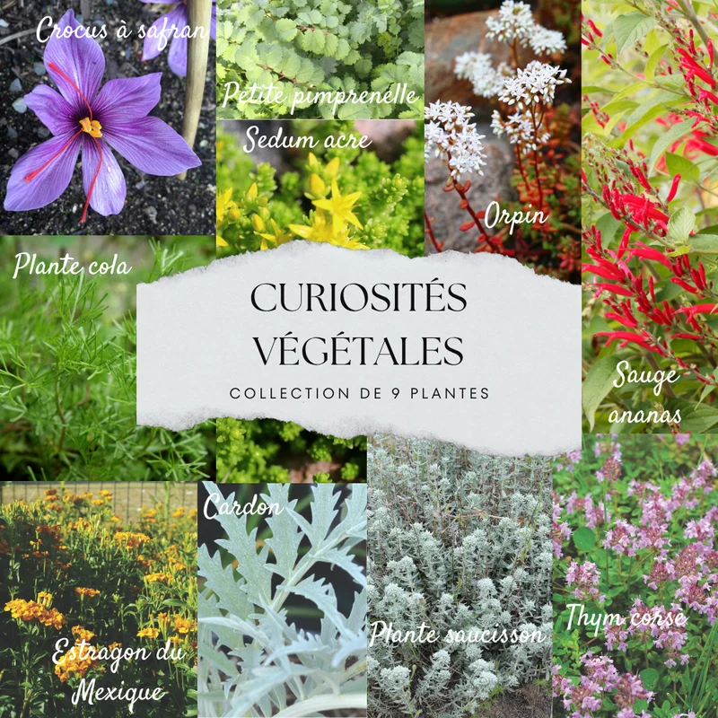 COLLECTION 9 PLANTS AB - CURIOSITÉS VÉGÉTALES