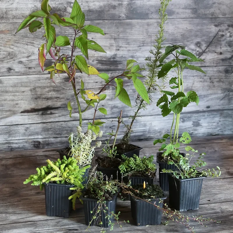 COLLECTION 9 PLANTS AB - CURIOSITÉS VÉGÉTALES