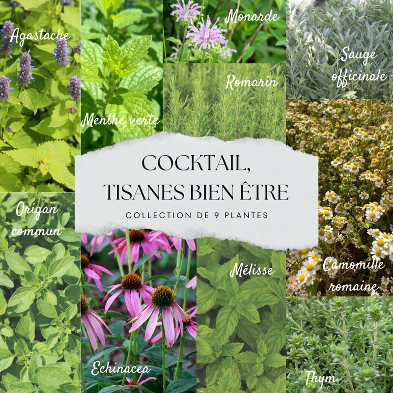 COLLECTION 9 PLANTS AB - COCKTAIL TISANE BIEN-ÊTRE