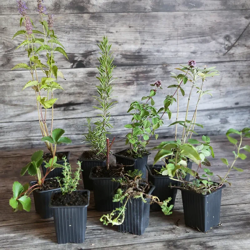 COLLECTION 9 PLANTS AB - COCKTAIL TISANE BIEN-ÊTRE