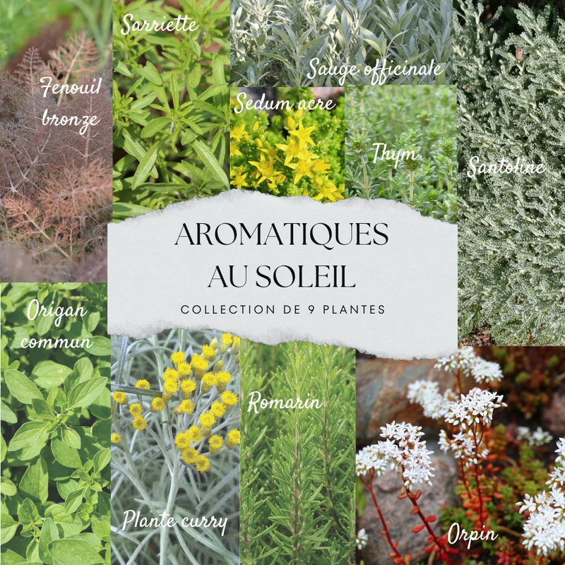 COLLECTION 9 PLANTS AB - AROMATIQUES SOLEIL