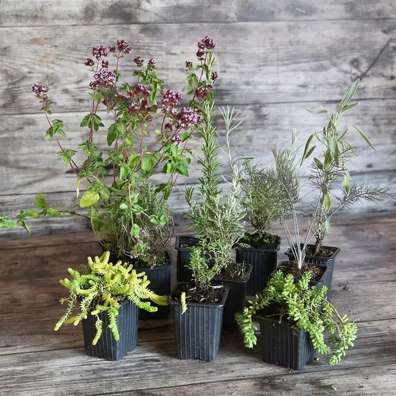 COLLECTION 9 PLANTS AB - AROMATIQUES SOLEIL