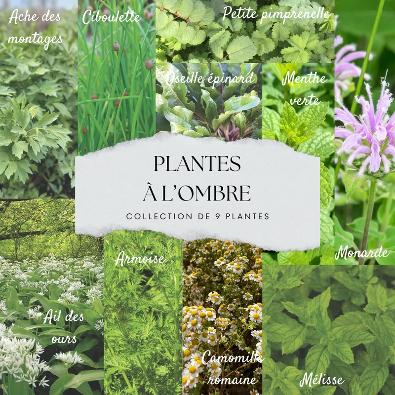 COLLECTION 9 PLANTS AB - OMBRE