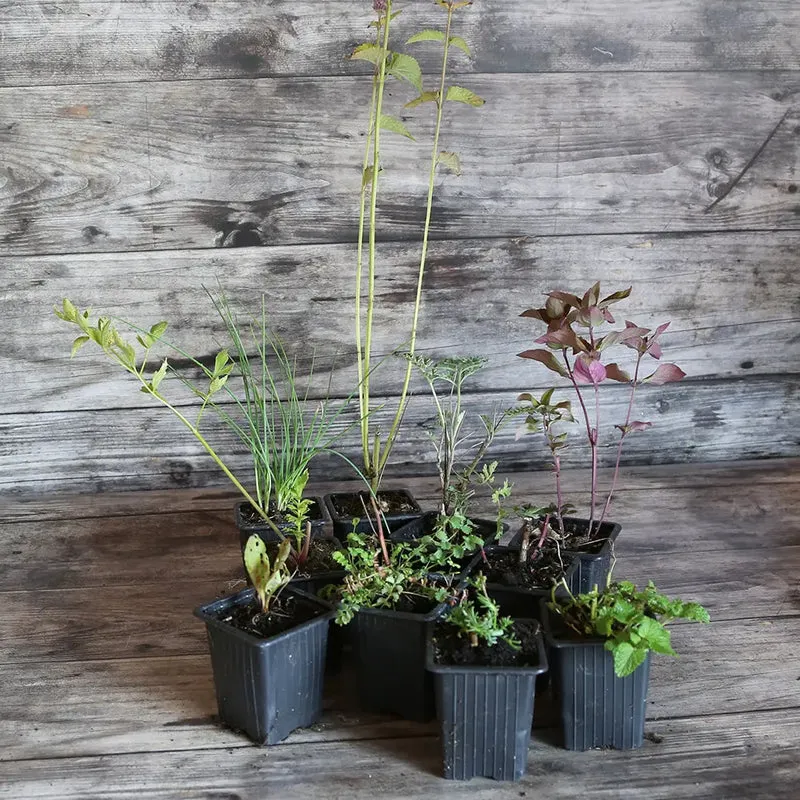 COLLECTION 9 PLANTS AB - OMBRE