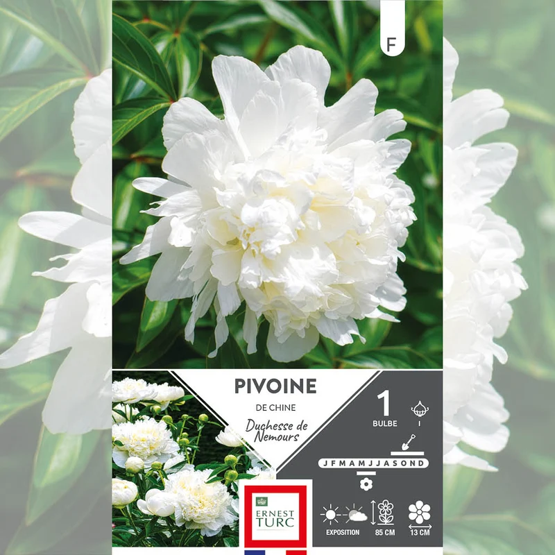 PIVOINE DUCHESSE DE NEMOURS