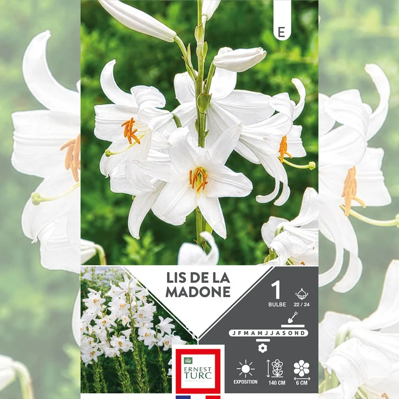 LYS DE LA MADONE (LYS CANDIDUM)