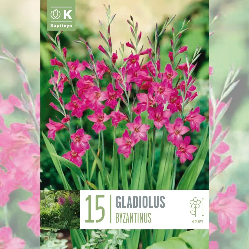 GLADIOLUS BYZANTINUS