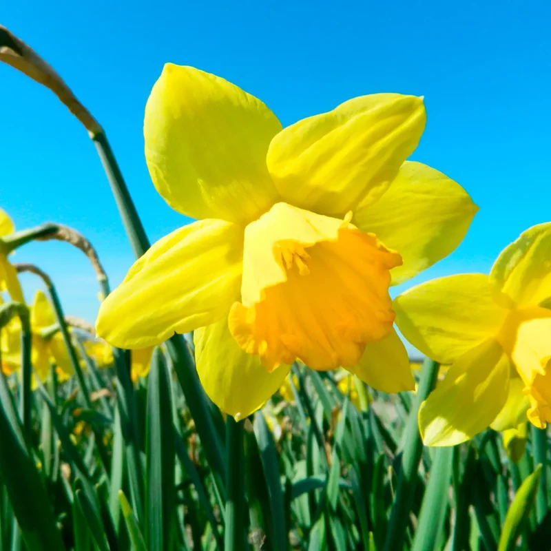 NARCISSE CARLTON AB