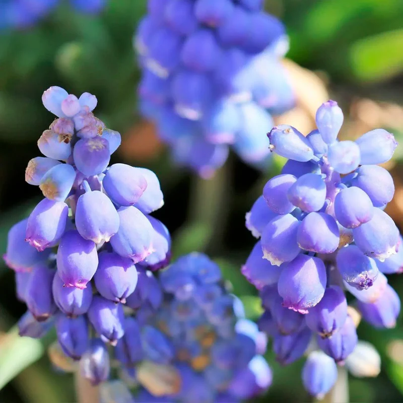 MUSCARI EARLY BIRD AB