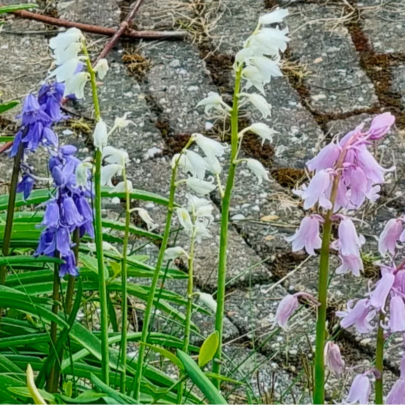 HYACINTHOIDES HISPANICA MIX AB