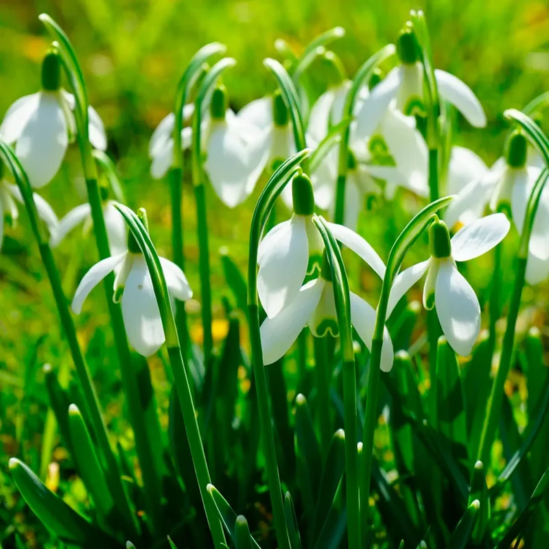 PERCE-NEIGE GÉANT