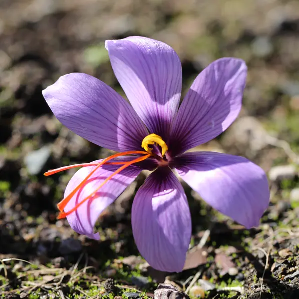 CROCUS SATIVUS - BULBE DE CROCUS À SAFRAN AB