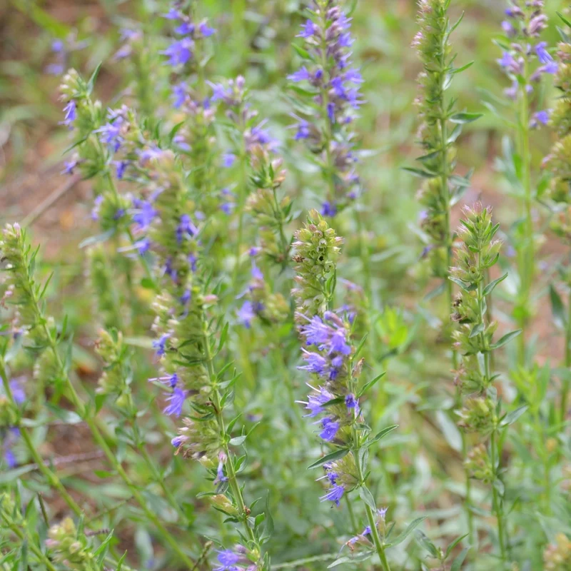 Hysope officinale - Bio