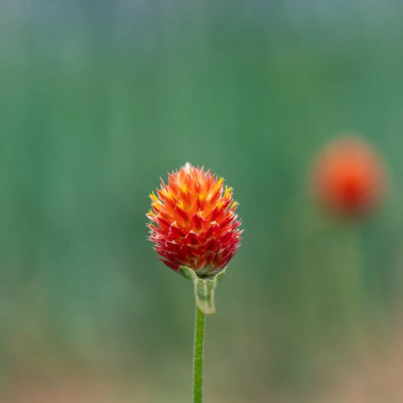 Gomphrena Orange - Bio