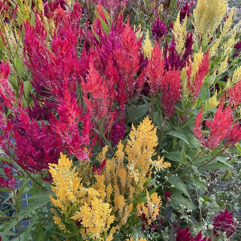 Célosie Pampas Plume
