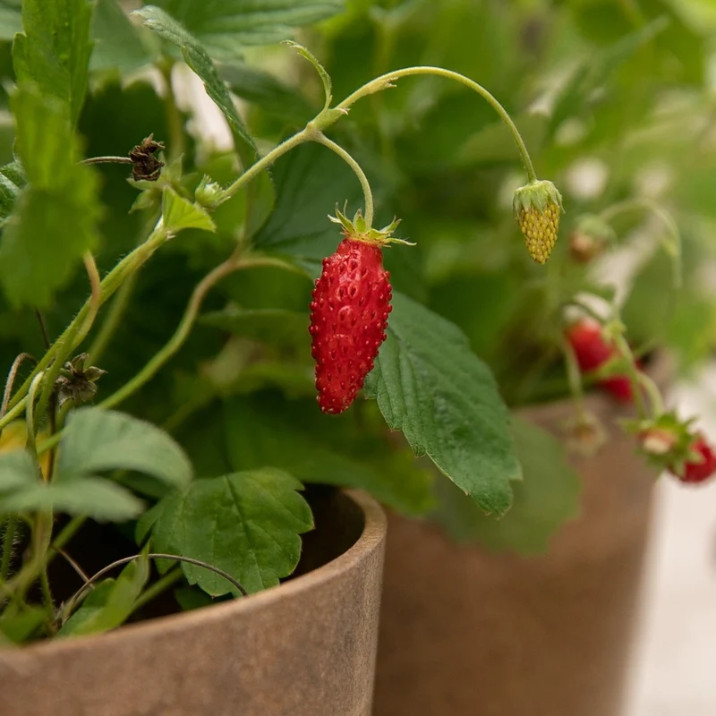 Fraisier alpin rouge - Bio