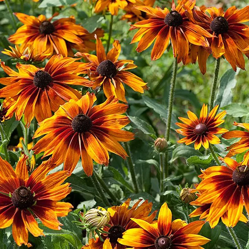 RUDBECKIA CHOCOLATE ORANGE AB - PLANT