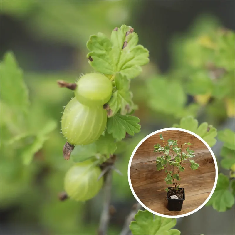 GROSEILLIER À MAQUEREAU VARIANTA AB - PLANT