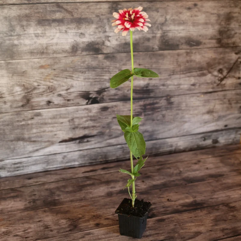 ZINNIA MAZURKIA AB - PLANT