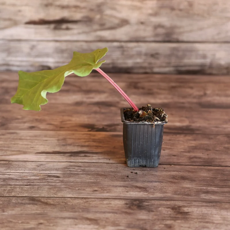 RHUBARBE GLASKINS PERPETUAL AB - PLANT