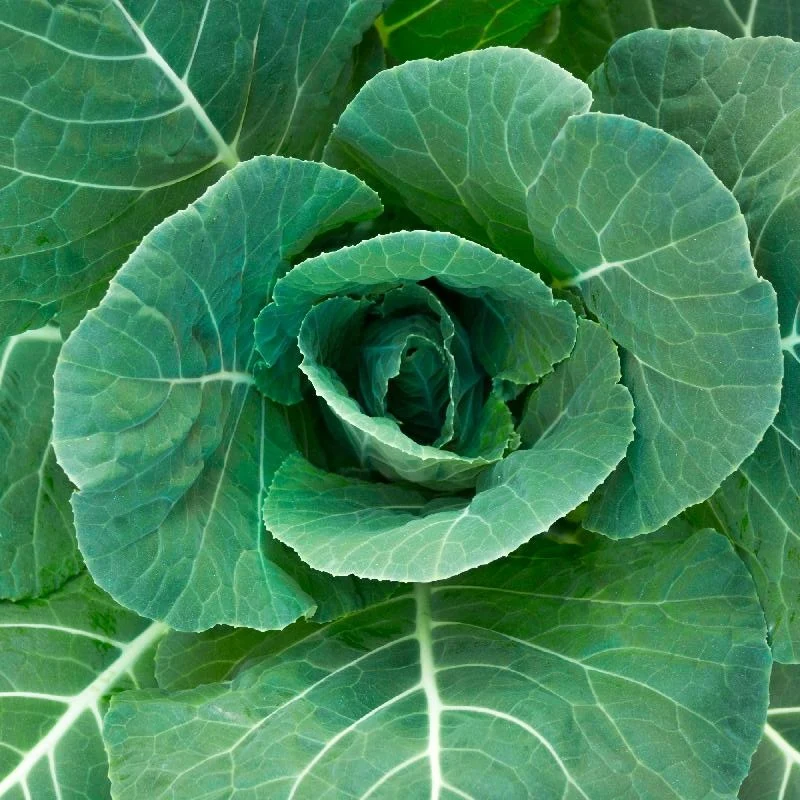Chou collard Morris Heading - Bio