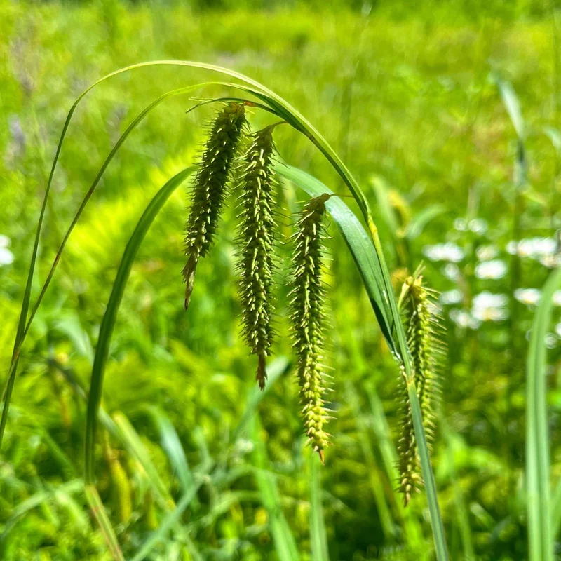 Carex crépu