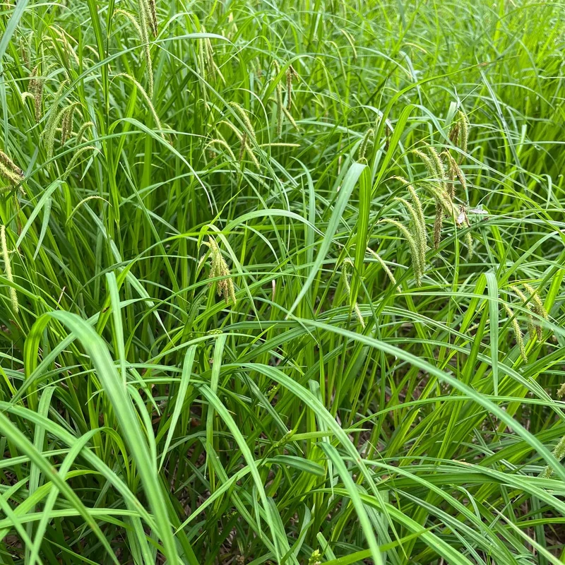 Carex crépu