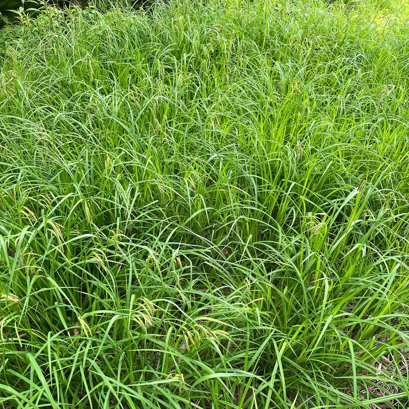 Carex crépu