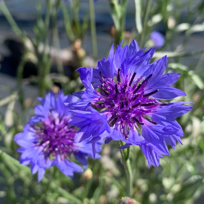 Centaurée Bleuet - Bio