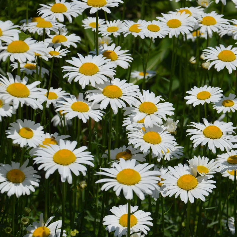 Chrysanthème des prés (Marguerite blanche) - Bio