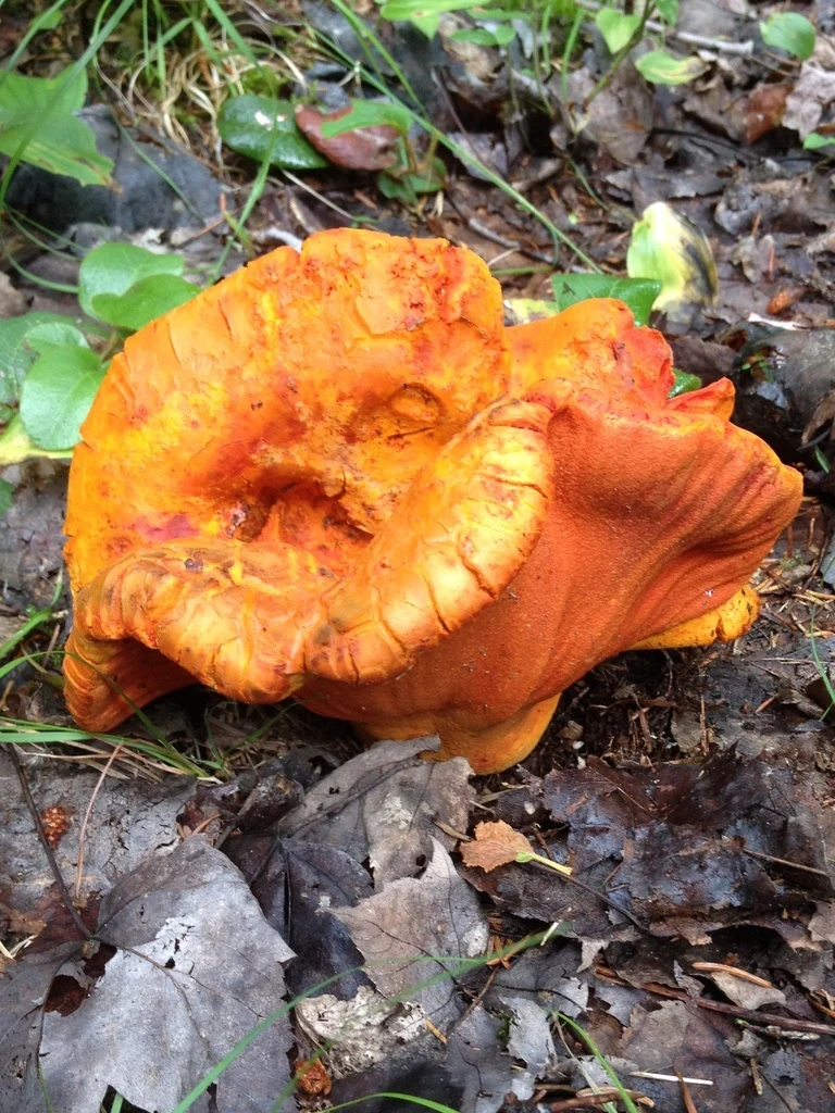Champignon homard