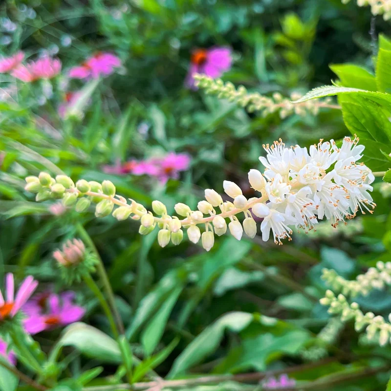 Clèthre à feuilles d'aulne