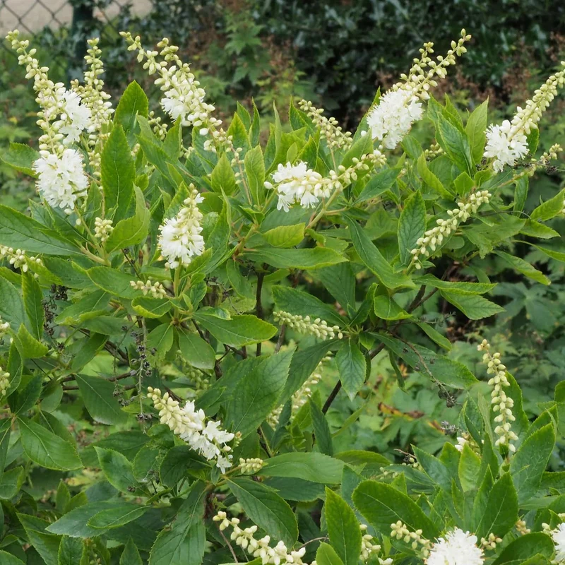 Clèthre à feuilles d'aulne