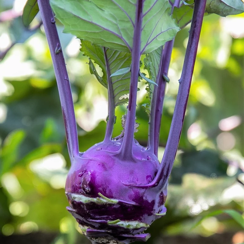 Chou-rave Violet hâtif de Vienne - Bio