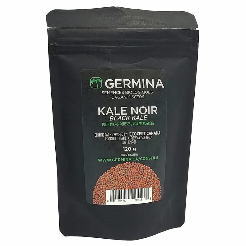 Chou kale noir à germer - Bio