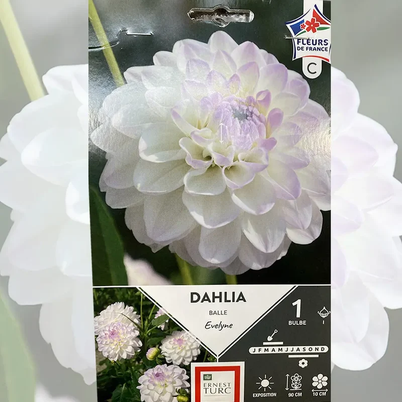 DAHLIA BALLE EVELYNE