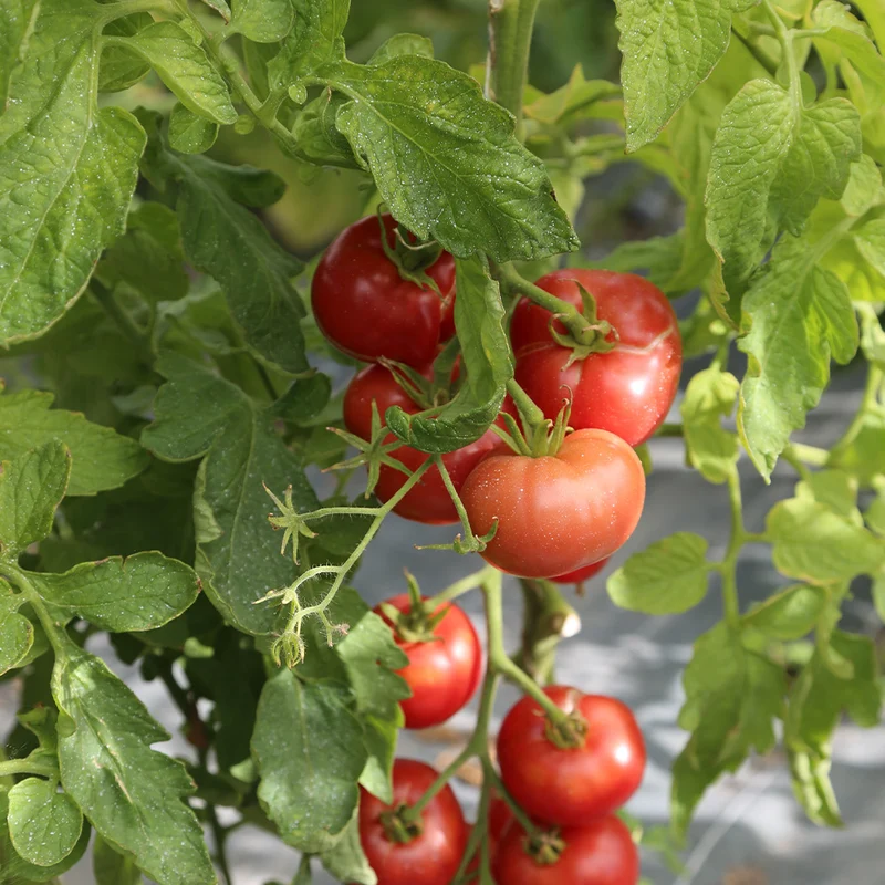TOMATE REDFIELD BEAUTY AB