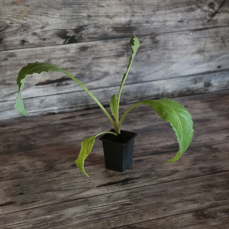 ARTICHAUT IMPERIAL STAR AB - PLANT