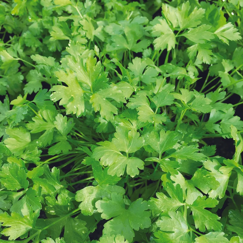 PERSIL PLAT COMMUN 2 AB - PLANT