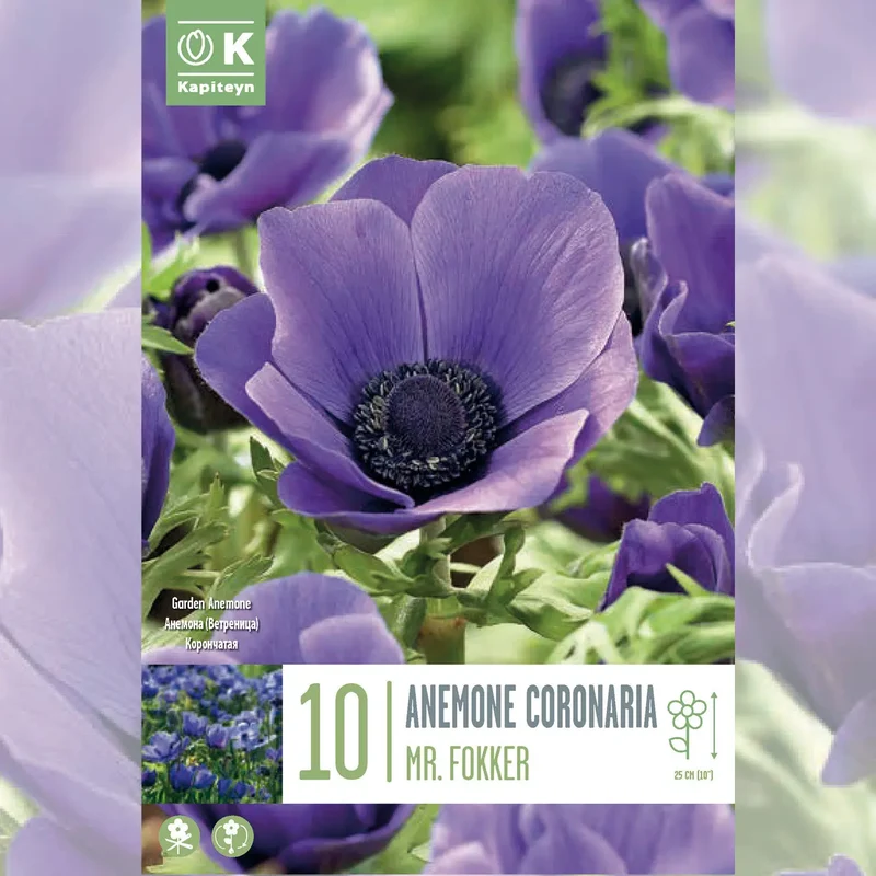 ANÉMONE CORONARIA MR FOKKER