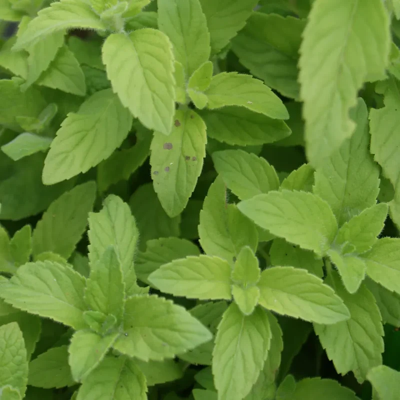 MENTHE BANANE AB - PLANT